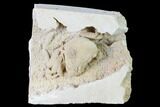 Fossil Crab (Potamon) Preserved in Travertine - Turkey #145059-1